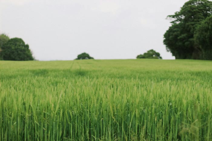 A lush green rice field under a cloudy sky, with distant trees creating a serene landscape.