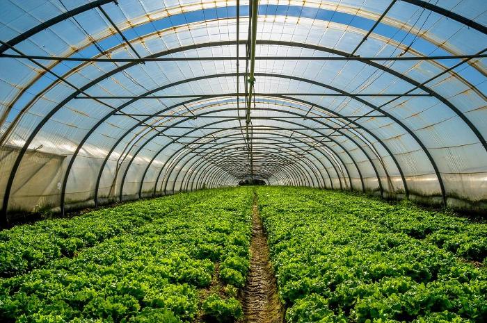 a greenhouse filled with rows of lush green lettuce plants under a bright blue sky with sunlight filtering through the transparent roof, showcasing the thriving growth typical in modern agriculture techniques